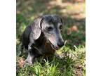 Adopt Gunny a Dachshund / Mixed dog in Weston, FL (41270133)
