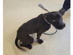 Adopt Button a Black American Pit Bull Terrier / Mixed Breed (Medium) / Mixed