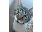 Adopt Putter a Gray, Blue or Silver Tabby Domestic Shorthair / Mixed (short