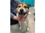 Adopt WALLACE a Tricolor (Tan/Brown & Black & White) Pit Bull Terrier / Beagle /