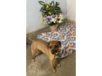 Adopt Brownie a Brown/Chocolate Terrier (Unknown Type, Medium) / Feist / Mixed