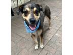 Adopt Manchas a Brown/Chocolate Catahoula Leopard Dog / Mixed Breed (Medium) /