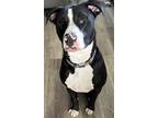 Adopt Otis a Black - with White Mutt / Mixed dog in Rising Fawn, GA (41269890)