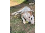 Adopt Tanner a Red/Golden/Orange/Chestnut - with White English Pointer /