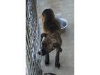 Adopt Olivia a American Pit Bull Terrier / Mixed dog in Brownwood, TX (41112937)