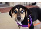 Adopt Bear Pending Adoption a Beagle / Husky / Mixed dog in West Union
