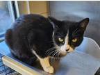 Adopt Nikki a All Black Domestic Shorthair / Mixed Breed (Medium) / Mixed (short