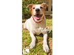 Adopt Libby a Labrador Retriever / Jack Russell Terrier / Mixed dog in Magnolia