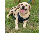 Adopt Brandy a Labrador Retriever / Beagle / Mixed dog in Waxhaw, NC (41245165)