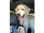 Adopt Brody a Great Pyrenees / Mixed dog in Waxhaw, NC (41245164)