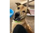 Adopt Scrunchie a Labrador Retriever / Mixed dog in Cottonwood, AZ (41096493)