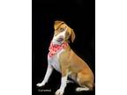 Adopt Carmel a Red/Golden/Orange/Chestnut Beagle / Terrier (Unknown Type