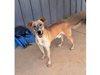 Adopt Kaiser a Mixed Breed (Medium) / Great Dane / Mixed dog in Mt.