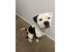 Adopt Ace a Boxer / Mixed Breed (Medium) / Mixed dog in Mt.