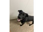 Adopt Russell a Labrador Retriever / Mixed Breed (Medium) / Mixed dog in Mt.