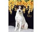 Adopt Riley a Australian Cattle Dog / Mixed Breed (Medium) / Mixed dog in