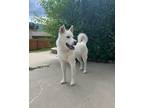 Adopt Aspen (Sampson) a White Husky dog in Colorado Springs, CO (39906930)
