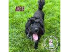 Adopt Adele a Black Poodle (Miniature) / Mixed dog in Omaha, NE (41194158)