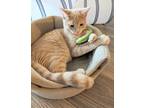 Adopt Benny Banana a Orange or Red Tabby Domestic Shorthair / Mixed (short coat)