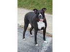 Adopt Dexter a Black - with White Boxer dog in Lafayette, IN (40569803)