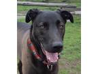 Adopt MIMI (Local, Victoria), sf a Black Labrador Retriever / Dutch Shepherd dog