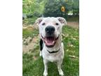 Adopt Paws Guerrero a White Labrador Retriever dog in Twin Falls, ID (40973477)