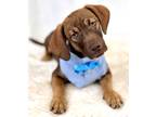 Adopt Fury a Brindle Terrier (Unknown Type, Medium) / Black Mouth Cur / Mixed