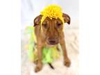Adopt Fusion a Brindle Terrier (Unknown Type, Medium) / Black Mouth Cur / Mixed