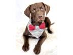 Adopt Falcon a Brown/Chocolate Terrier (Unknown Type, Medium) / Black Mouth Cur