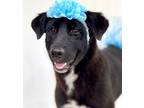 Adopt Regina a Black Border Collie / Australian Cattle Dog / Mixed (short coat)