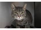 Adopt Mila a Domestic Shorthair / Mixed cat in Mountain Home, AR (41238233)