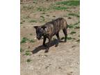 Adopt Katydid a Brindle German Shepherd Dog / Mixed dog in Poland, IN (41146323)