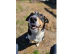 Adopt Hondo a Collie / Mixed dog in Sprakers, NY (41269012)