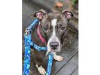 Adopt Leia a Mixed Breed (Large) / Mixed dog in New York, NY (41098639)