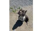 Adopt Reba a Gray/Silver/Salt & Pepper - with White American Pit Bull Terrier /