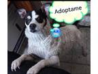 Adopt Amazing Rocky! a Tricolor (Tan/Brown & Black & White) Chiweenie / Jack