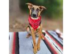 Adopt Joey a Black - with Tan, Yellow or Fawn Blue Heeler / German Shepherd Dog