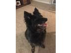 Adopt Aussie a Merle Australian Cattle Dog / Mixed dog in Raleigh, NC (41269164)