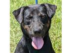 Adopt Arlo a Black - with Tan, Yellow or Fawn Hound (Unknown Type) / Doberman