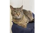 Adopt Teddy a Brown Tabby Domestic Shorthair / Mixed Breed (Medium) / Mixed
