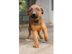Adopt Alaska a Brown/Chocolate - with Black Catahoula Leopard Dog / Australian
