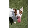 Adopt Mitzi a White - with Brown or Chocolate Parson Russell Terrier / Pointer /