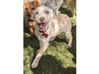 Adopt Mochi a Terrier (Unknown Type, Medium) / Labrador Retriever / Mixed dog in
