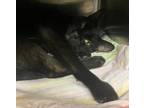 Adopt Dustin Henderson a All Black Domestic Shorthair / Mixed Breed (Medium) /
