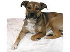 Adopt Leila a Labrador Retriever / Australian Cattle Dog / Mixed dog in San Luis