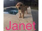 Adopt Janet a Tan/Yellow/Fawn Australian Cattle Dog / Basset Hound / Mixed dog
