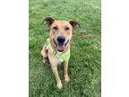 Adopt Zen a Labrador Retriever / Shepherd (Unknown Type) / Mixed dog in Santa