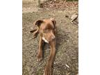 Adopt Bear a Red/Golden/Orange/Chestnut Labrador Retriever / Catahoula Leopard
