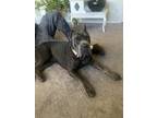 Adopt Nala a Gray/Blue/Silver/Salt & Pepper Cane Corso / Mixed dog in Saginaw