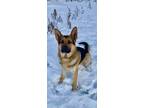 Adopt Captain a Black - with Tan, Yellow or Fawn German Shepherd Dog / Mixed dog